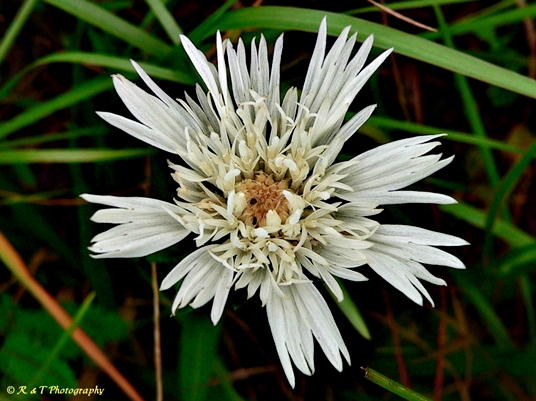 {Stokesia laevis}